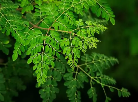 Moringa
